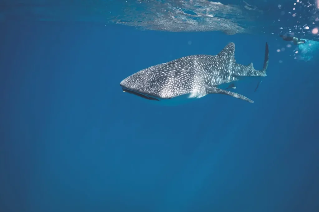 Whale Shark Holbox 