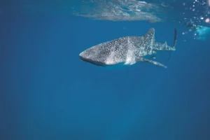 Whale Shark diving Holbox