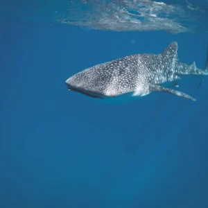Whale Shark Holbox