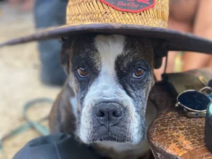 Refugio Holbox Animal Shelter