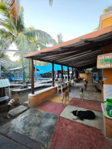 Refugio Animal Holbox from inside